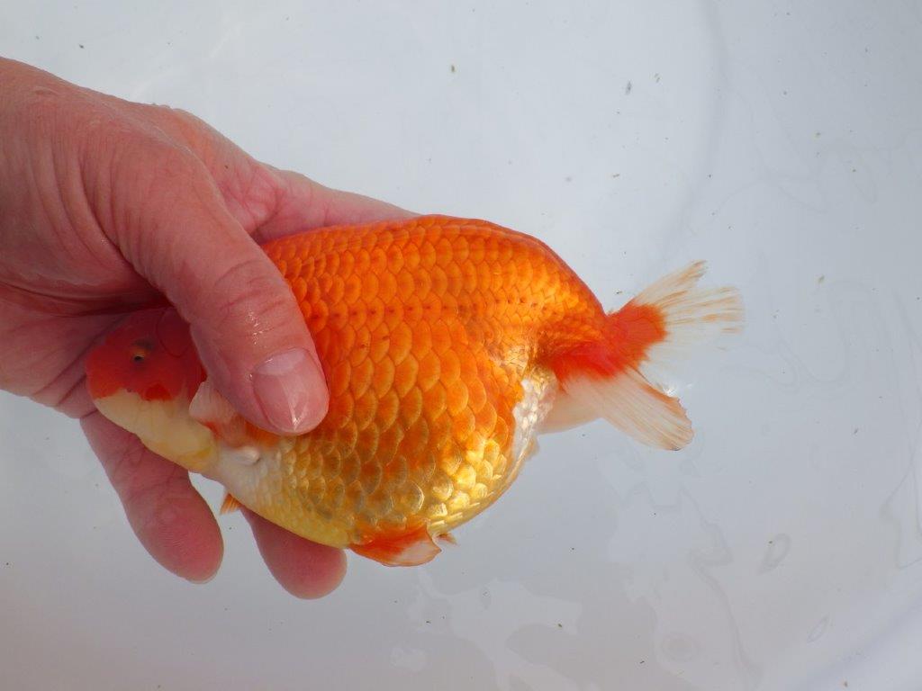 【なおちん金魚氏】成長力のある系統 明け二歳らんちゅう 約17㎝ メス 体高があります！