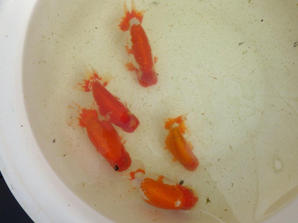 【なおちん金魚氏】成長力のある系統 明け二歳らんちゅう 約17㎝ メス 体高があります！