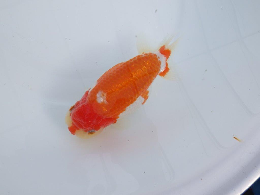 【なおちん金魚氏】成長力のある系統 明け二歳らんちゅう 約16㎝ メス 腹付きが良くなりました!