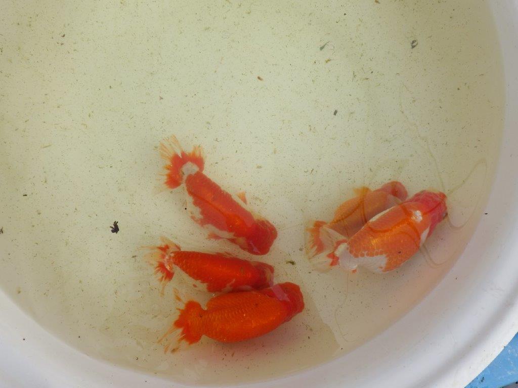 【なおちん金魚氏】成長力のある系統 明け二歳らんちゅう 約16㎝ メス 腹付きが良くなりました!