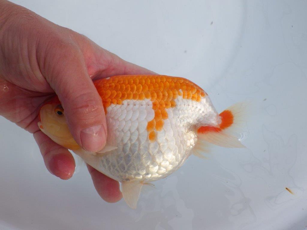 【なおちん金魚氏】成長力のある系統 明け二歳らんちゅう 約16㎝ メス 腹付きが良くなりました!
