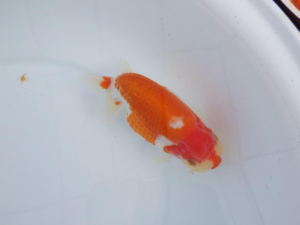 【なおちん金魚氏】成長力のある系統 明け二歳らんちゅう 約16㎝ メス 腹付きが良くなりました！