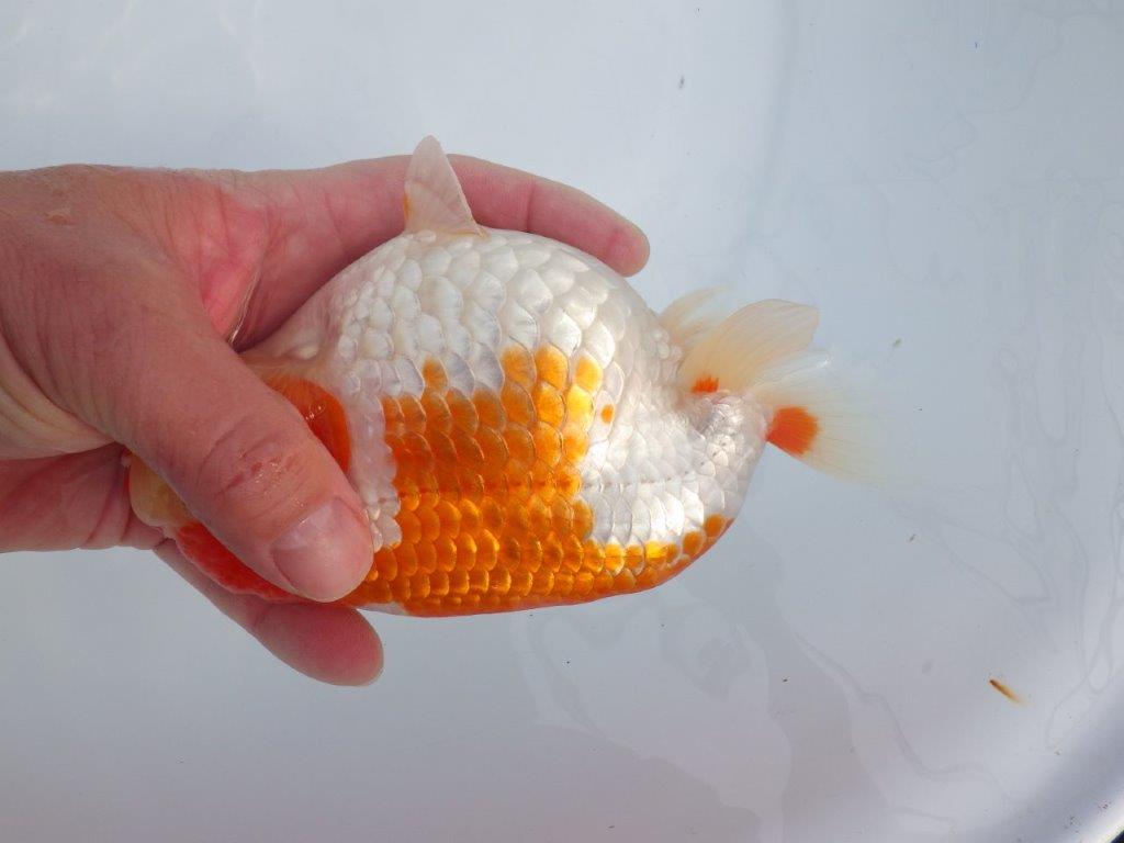 【なおちん金魚氏】成長力のある系統 明け二歳らんちゅう 約16㎝ メス 腹付きが良くなりました!