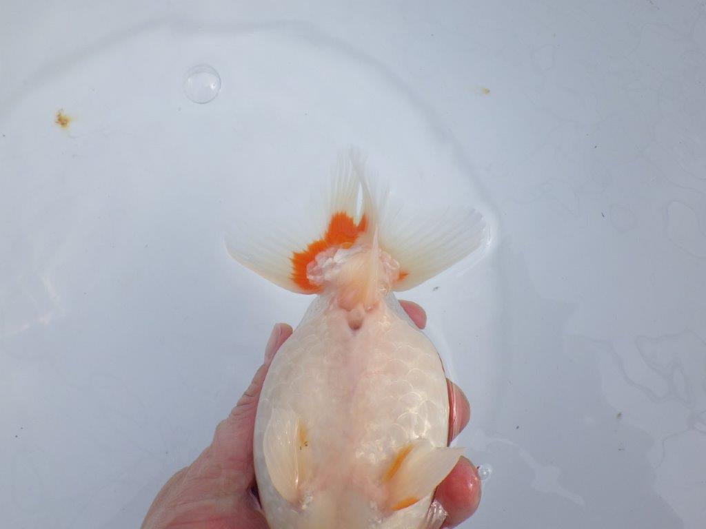 【なおちん金魚氏】成長力のある系統 明け二歳らんちゅう 約16㎝ メス 腹付きが良くなりました!