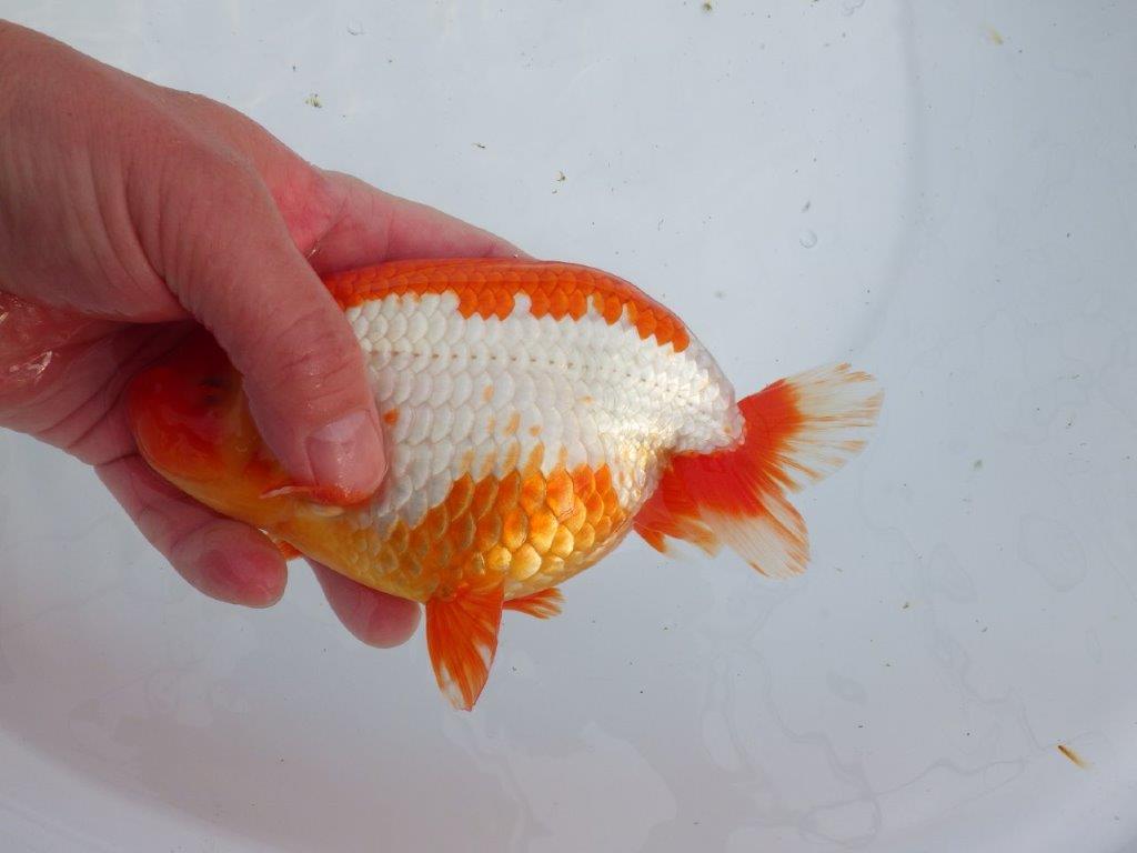 【なおちん金魚氏】成長力のある系統 明け二歳らんちゅう 約17㎝ オス 色艶が良い更紗！