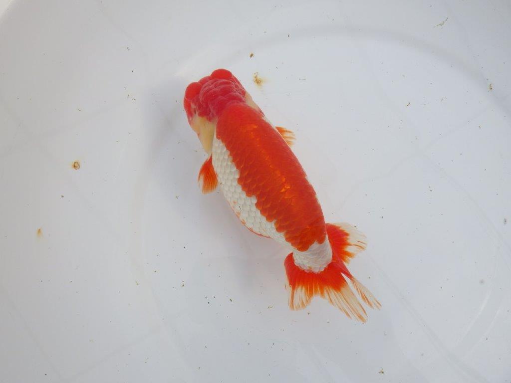 【なおちん金魚氏】成長力のある系統 明け二歳らんちゅう 約17㎝ オス 色艶が良い更紗！