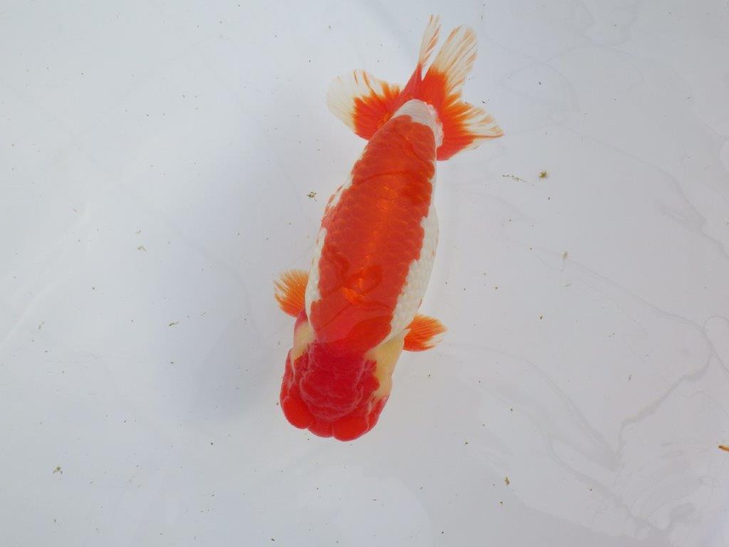 【なおちん金魚氏】成長力のある系統 明け二歳らんちゅう 約17㎝ オス 色艶が良い更紗！