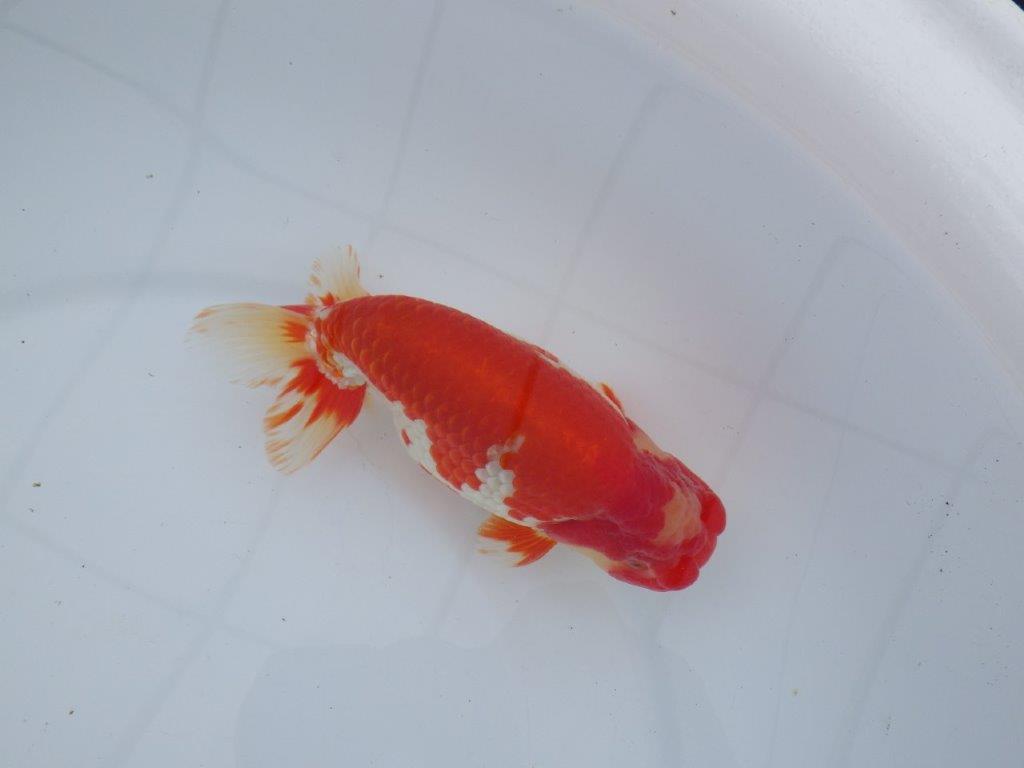 【なおちん金魚氏】成長力のある系統 明け二歳らんちゅう 約16,5㎝ オス 美しい更紗！