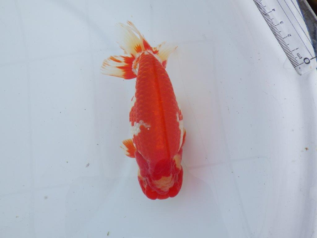 【なおちん金魚氏】成長力のある系統 明け二歳らんちゅう 約16,5㎝ オス 美しい更紗！