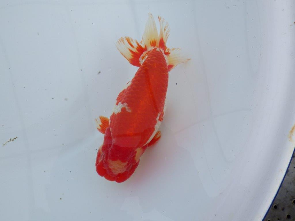【なおちん金魚氏】成長力のある系統 明け二歳らんちゅう 約16,5㎝ オス 美しい更紗！