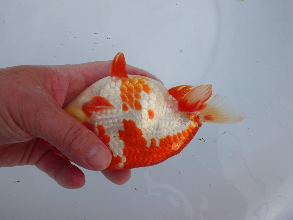 【なおちん金魚氏】成長力のある系統 明け二歳らんちゅう 約16,5㎝ オス 美しい更紗！