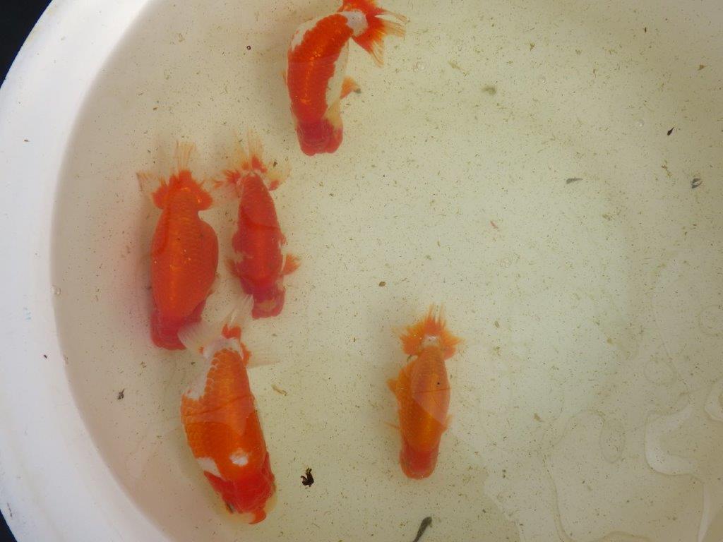 【なおちん金魚氏】成長力のある系統 明け二歳らんちゅう 約16,5㎝ オス 美しい更紗！