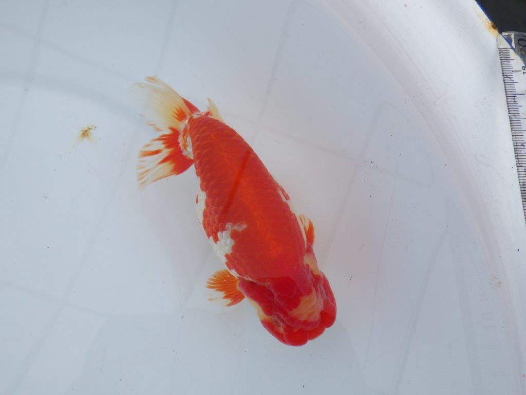 【なおちん金魚氏】成長力のある系統 明け二歳らんちゅう 約16,5㎝ オス 美しい更紗！