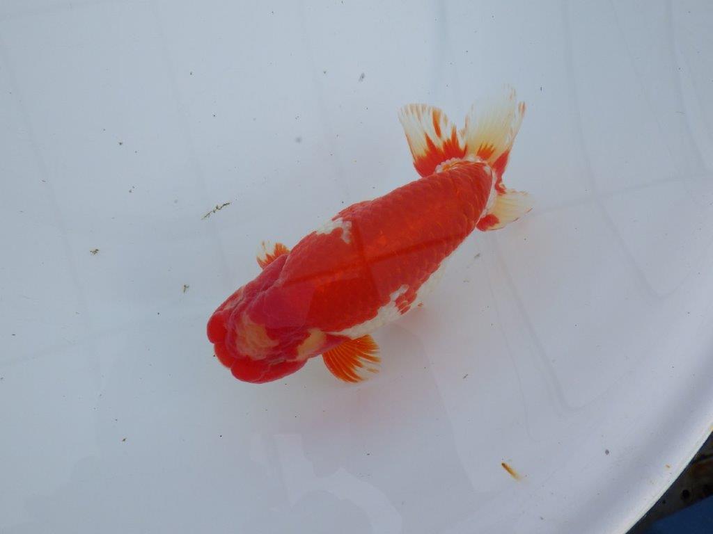 【なおちん金魚氏】成長力のある系統 明け二歳らんちゅう 約16,5㎝ オス 美しい更紗！