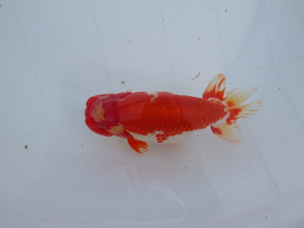 【なおちん金魚氏】成長力のある系統 明け二歳らんちゅう 約16,5㎝ オス 美しい更紗！