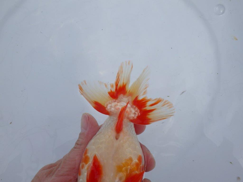 【なおちん金魚氏】成長力のある系統 明け二歳らんちゅう 約16,5㎝ オス 美しい更紗！