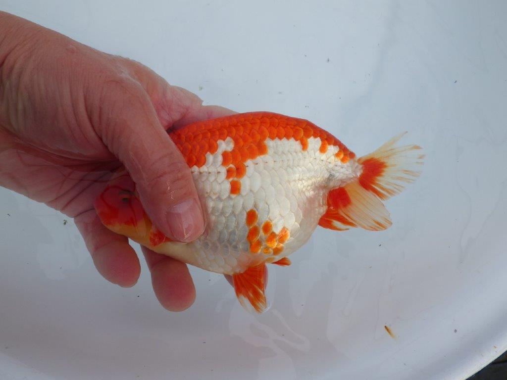 【なおちん金魚氏】成長力のある系統 明け二歳らんちゅう 約16,5㎝ オス 美しい更紗！