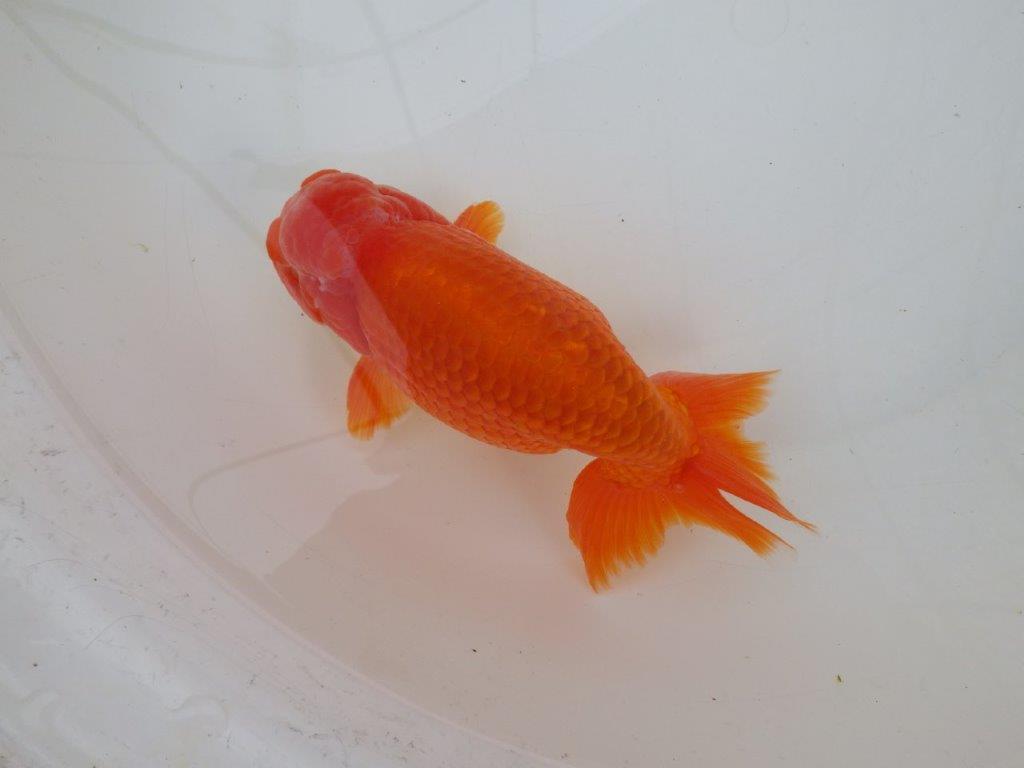 【なおちん金魚氏】大迫力！明け三歳らんちゅう 約17㎝ オス ホ白がワンポイントで可愛い