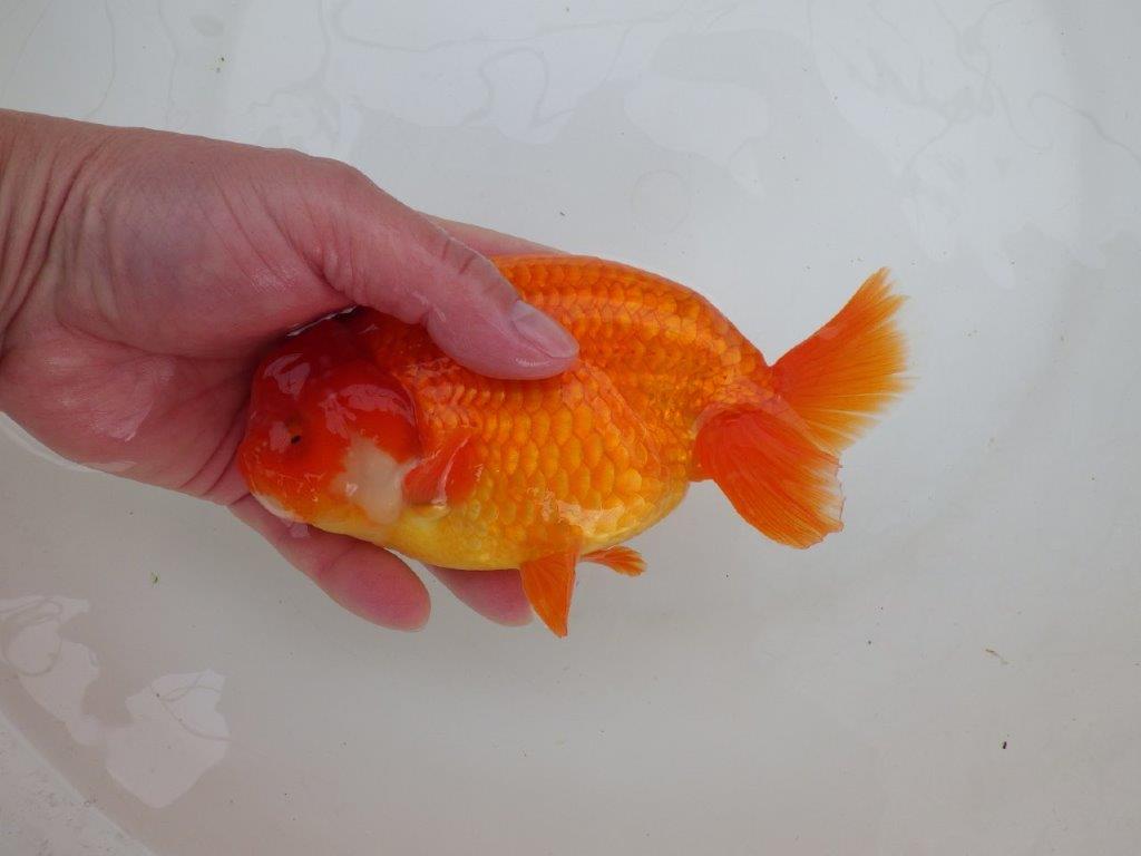 【なおちん金魚氏】大迫力!明け三歳らんちゅう 約17㎝ オス ホ白がワンポイントで可愛い
