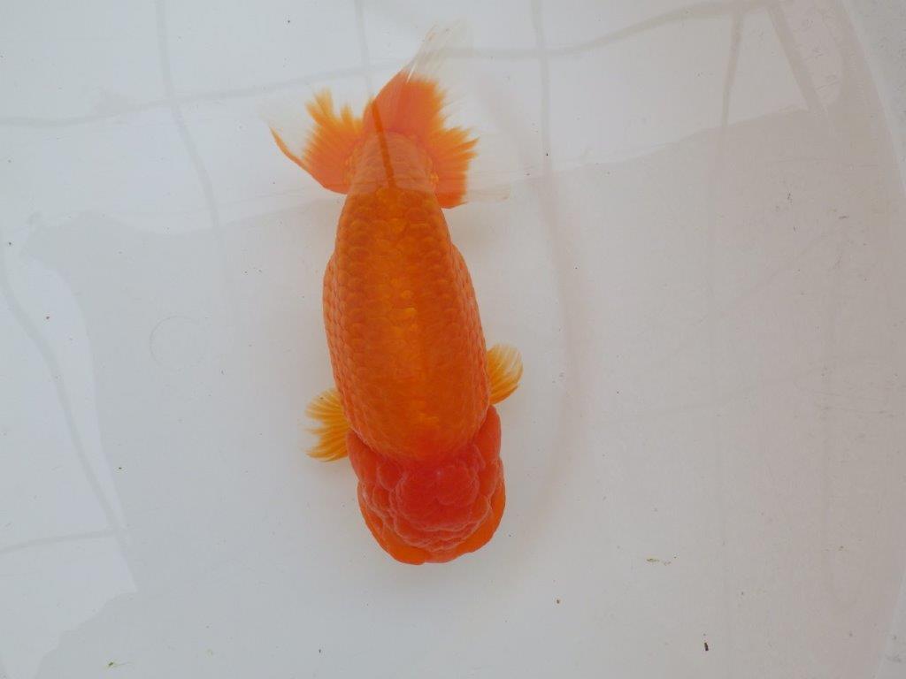 【なおちん金魚氏】大迫力！明け三歳らんちゅう 約17,5㎝ オス幅があり太い！