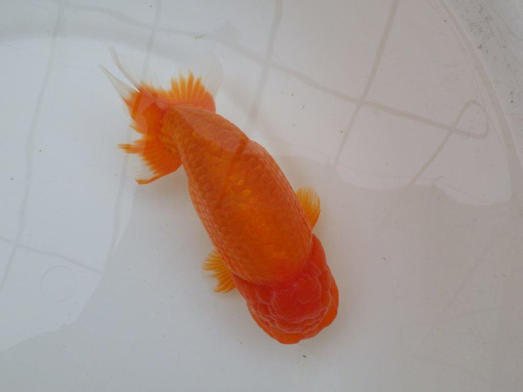 【なおちん金魚氏】大迫力！明け三歳らんちゅう 約17,5㎝ オス幅があり太い！