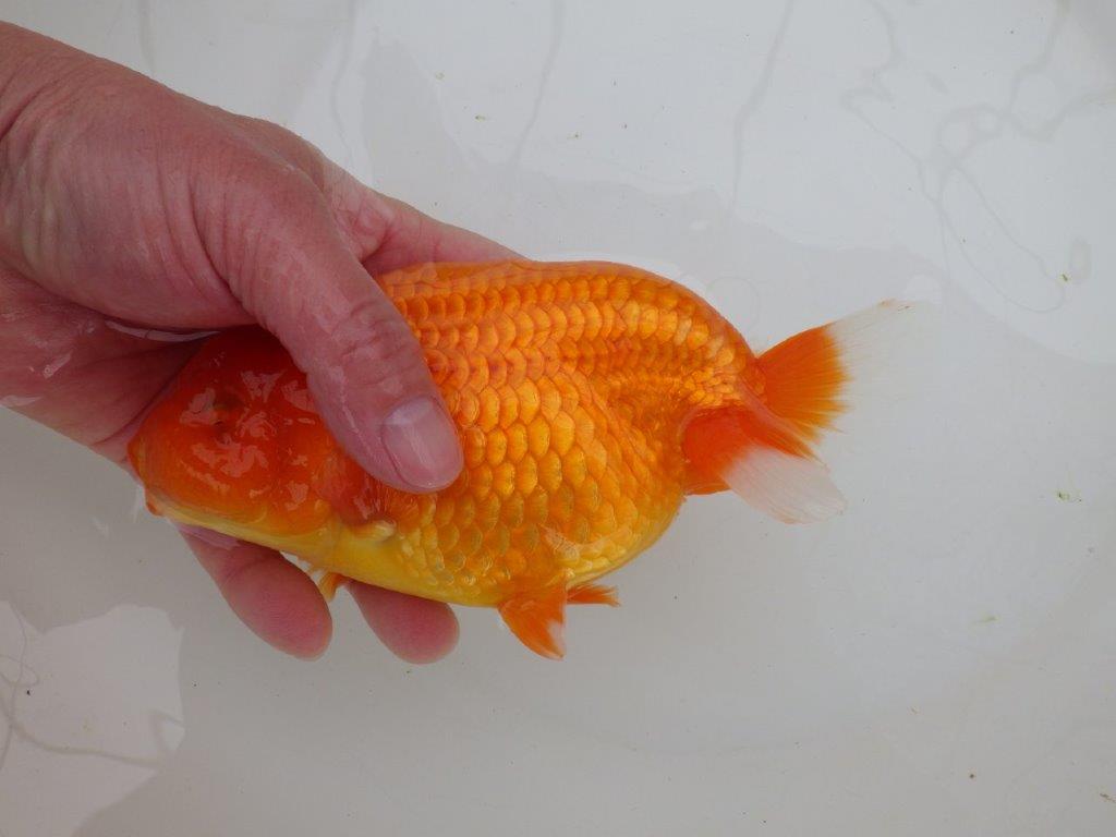 【なおちん金魚氏】大迫力！明け三歳らんちゅう 約17,5㎝ オス幅があり太い！