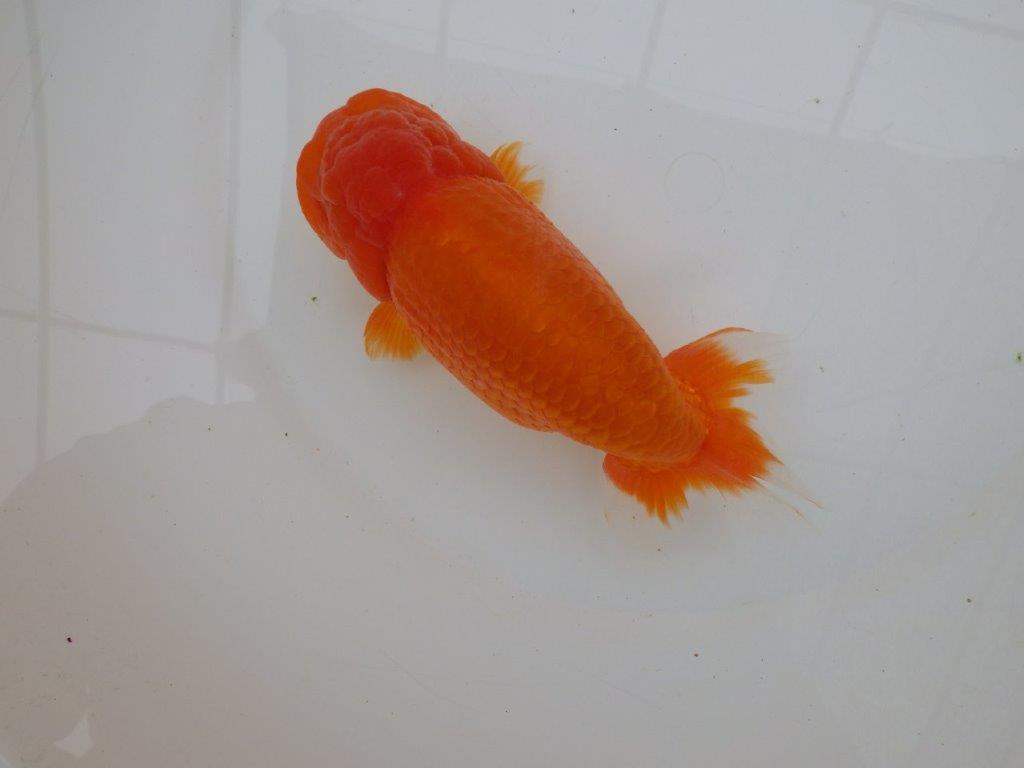 【なおちん金魚氏】大迫力！明け三歳らんちゅう 約17,5㎝ オス幅があり太い！