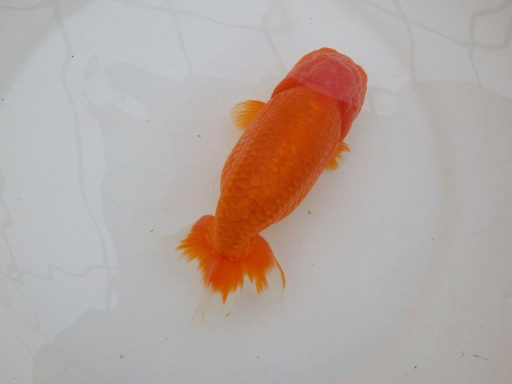 【なおちん金魚氏】大迫力！明け三歳らんちゅう 約17,5㎝ オス幅があり太い！