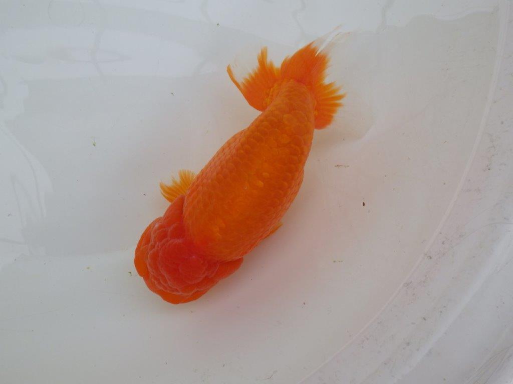【なおちん金魚氏】大迫力！明け三歳らんちゅう 約17,5㎝ オス幅があり太い！