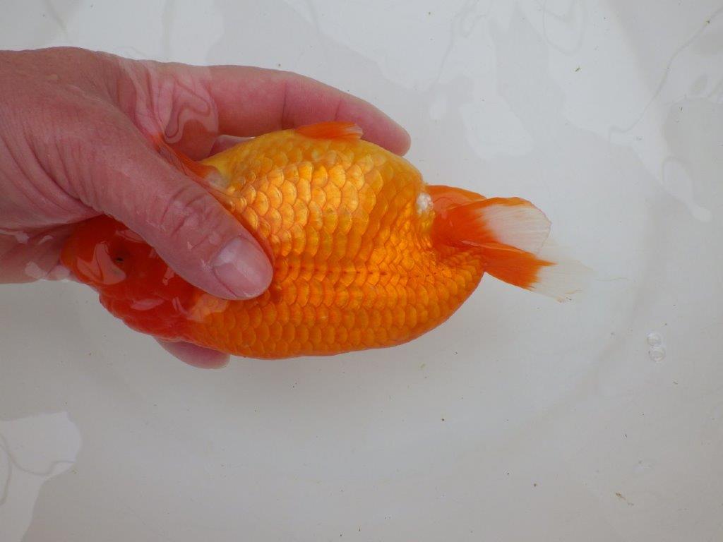 【なおちん金魚氏】大迫力！明け三歳らんちゅう 約17,5㎝ オス幅があり太い！