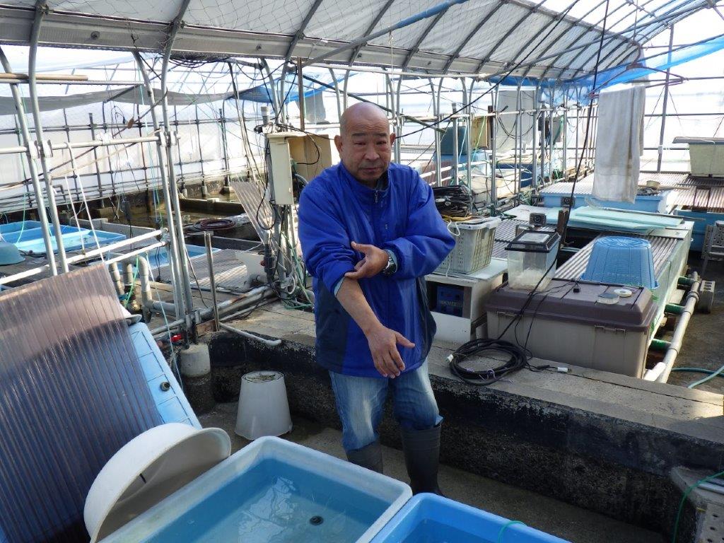 【なおちん金魚氏】大迫力！明け三歳らんちゅう 約17,5㎝ オス幅があり太い！