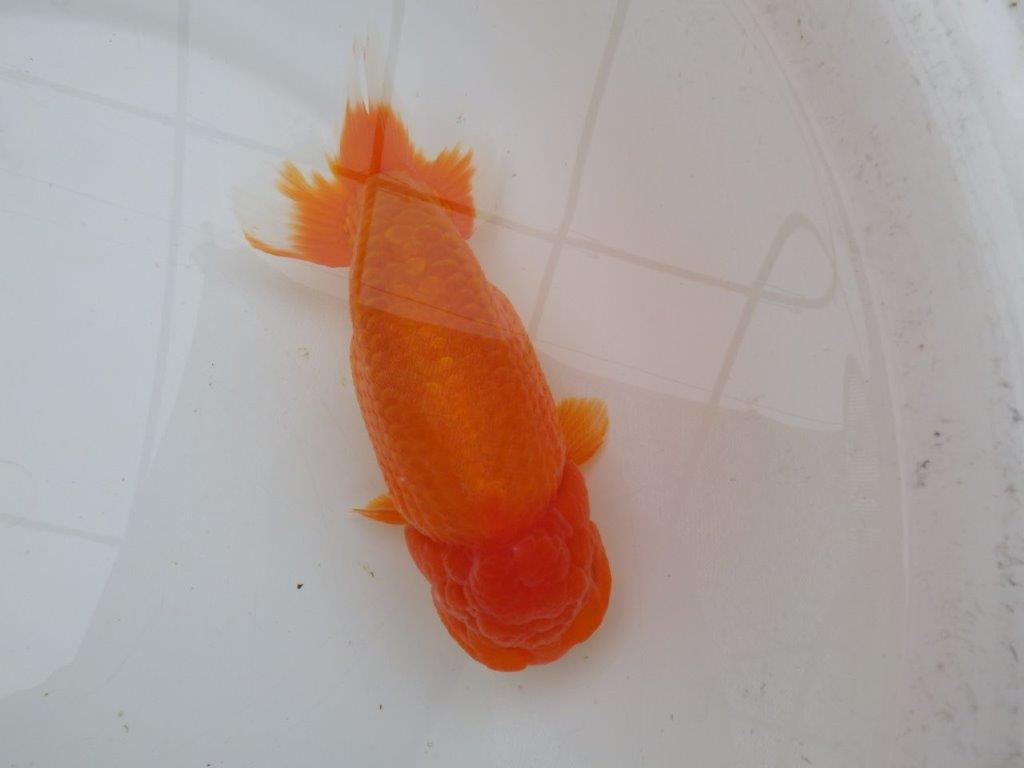 【なおちん金魚氏】大迫力！明け三歳らんちゅう 約17,5㎝ オス幅があり太い！