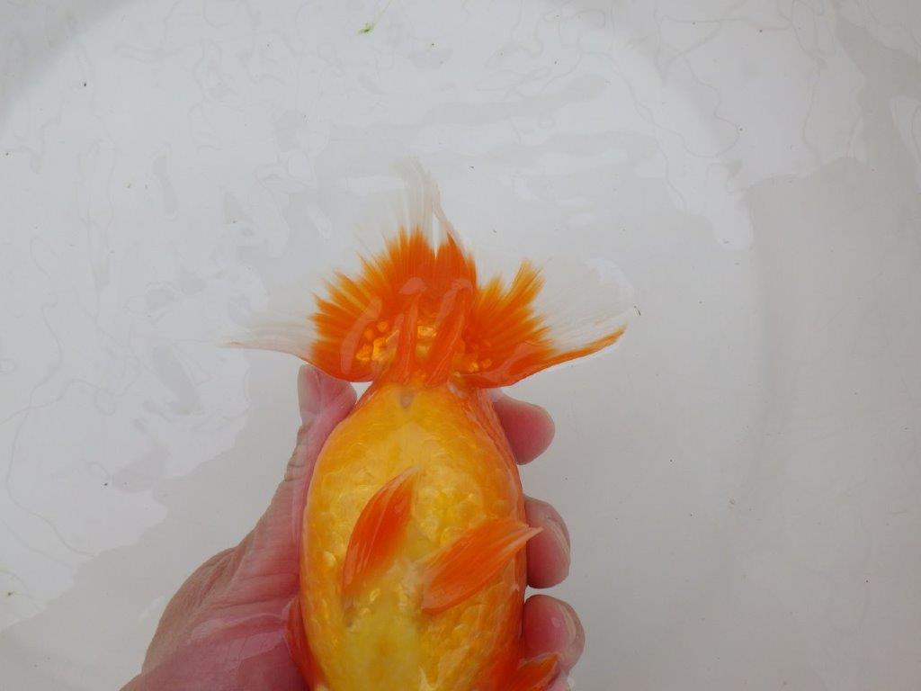 【なおちん金魚氏】大迫力！明け三歳らんちゅう 約17,5㎝ オス幅があり太い！