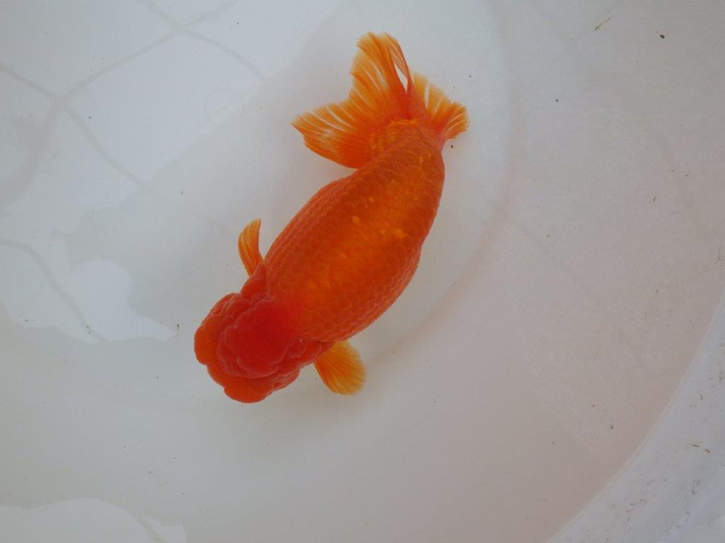 【なおちん金魚氏】大迫力！明け三歳らんちゅう 約17,5㎝ オス上質な魚っぷり