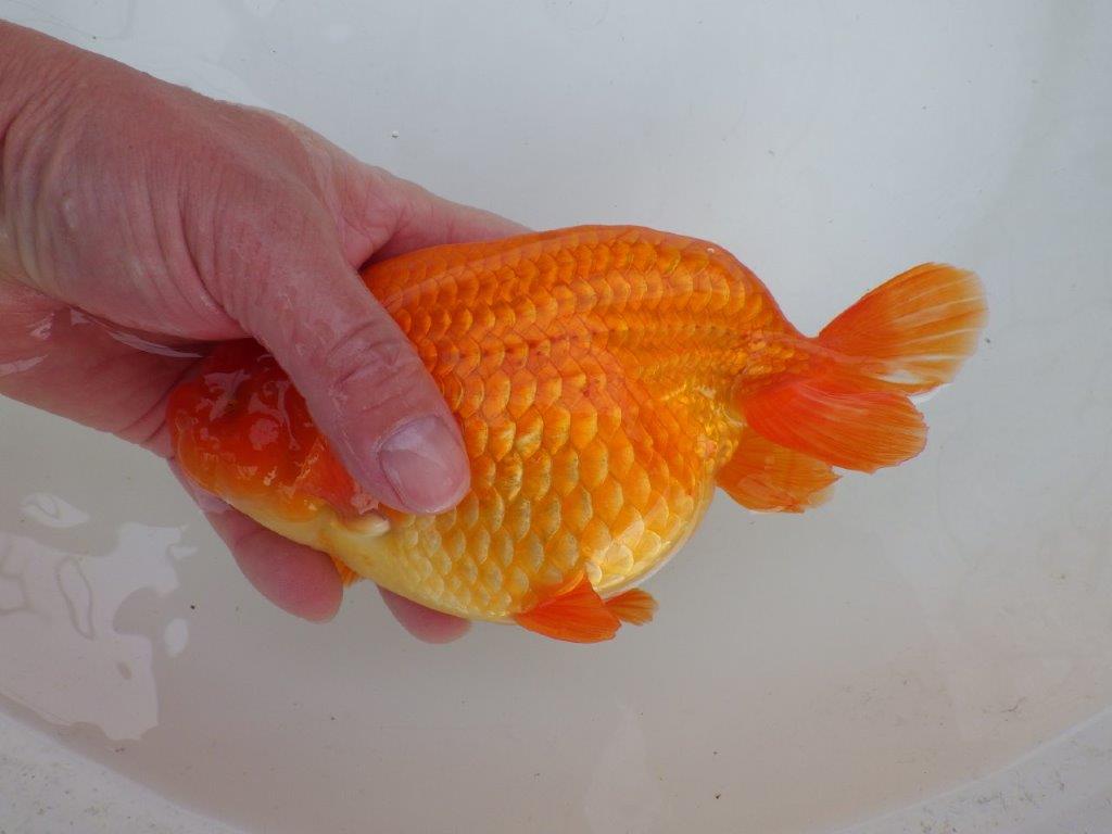 【なおちん金魚氏】大迫力！明け三歳らんちゅう 約17,5㎝ オス上質な魚っぷり