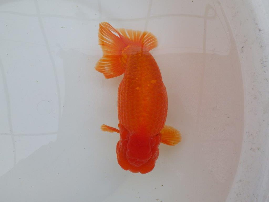 【なおちん金魚氏】大迫力！明け三歳らんちゅう 約17,5㎝ オス上質な魚っぷり