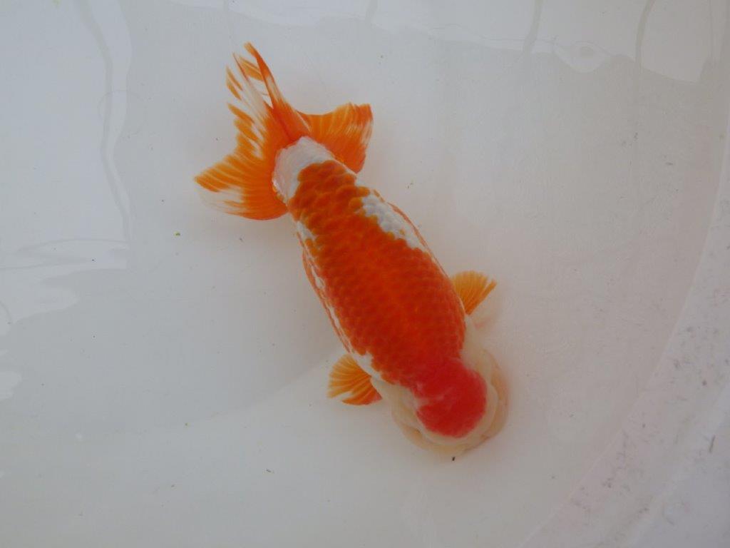 【なおちん金魚氏】大迫力！明け三歳らんちゅう 約17,5㎝ オス綺麗な更紗！！