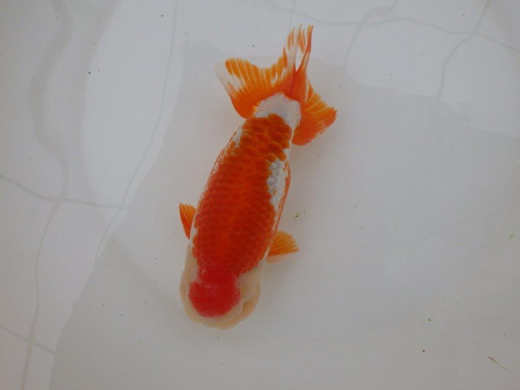 【なおちん金魚氏】大迫力!明け三歳らんちゅう 約17,5㎝ オス綺麗な更紗!!