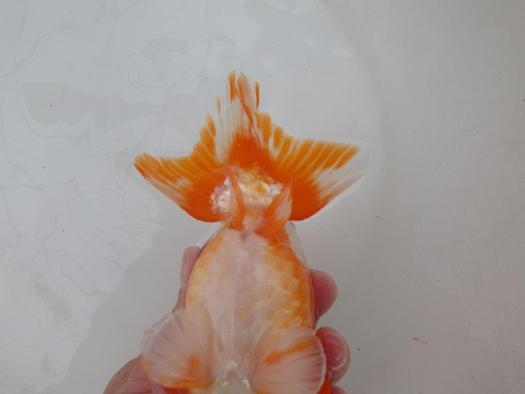 【なおちん金魚氏】大迫力!明け三歳らんちゅう 約17,5㎝ オス綺麗な更紗!!