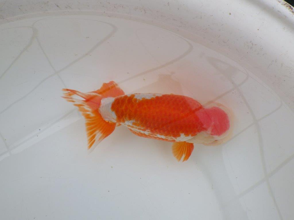 【なおちん金魚氏】大迫力!明け三歳らんちゅう 約17,5㎝ オス綺麗な更紗!!