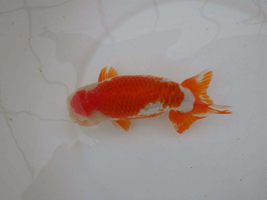 【なおちん金魚氏】大迫力!明け三歳らんちゅう 約17,5㎝ オス綺麗な更紗!!