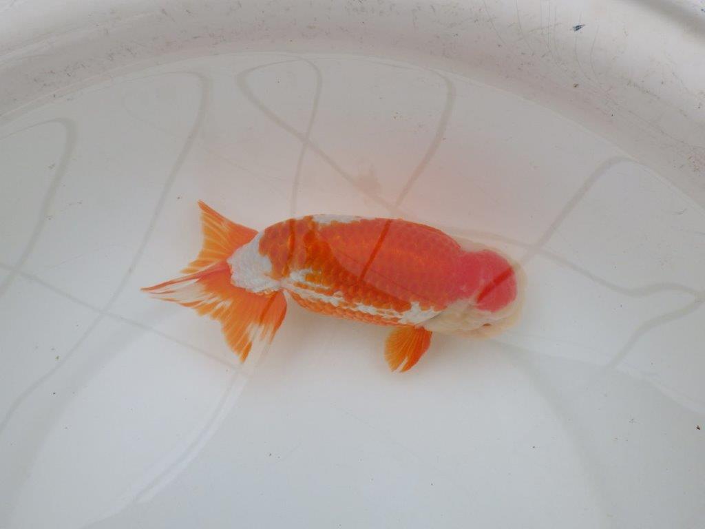 【なおちん金魚氏】大迫力!明け三歳らんちゅう 約17,5㎝ オス綺麗な更紗!!