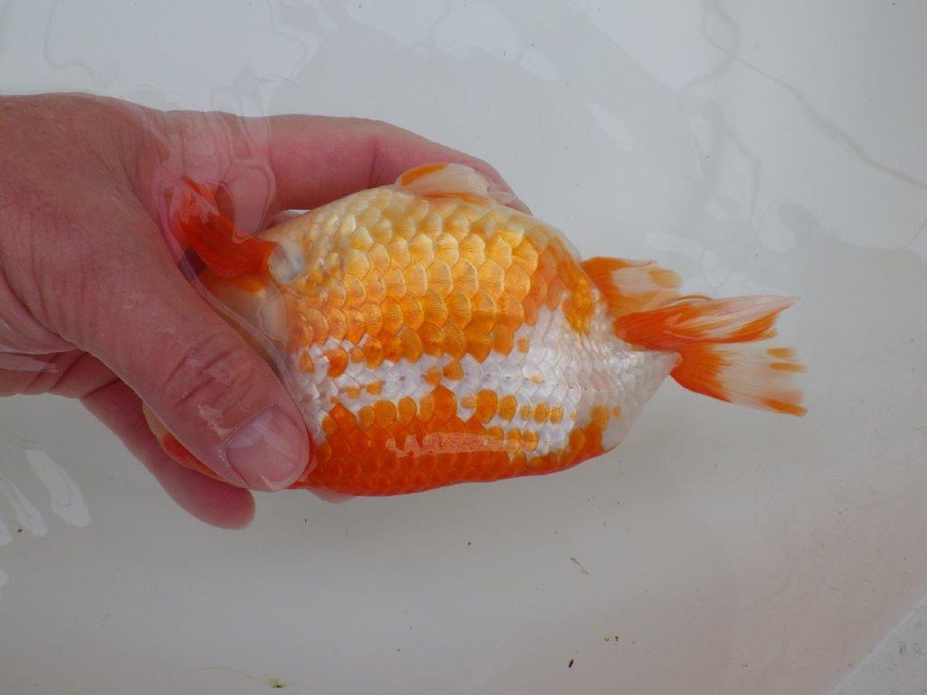 【なおちん金魚氏】大迫力!明け三歳らんちゅう 約17,5㎝ オス綺麗な更紗!!