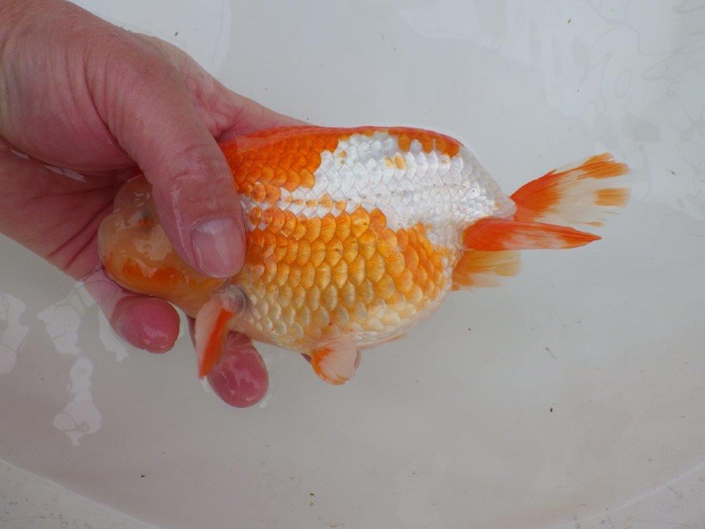 【なおちん金魚氏】大迫力!明け三歳らんちゅう 約17,5㎝ オス綺麗な更紗!!