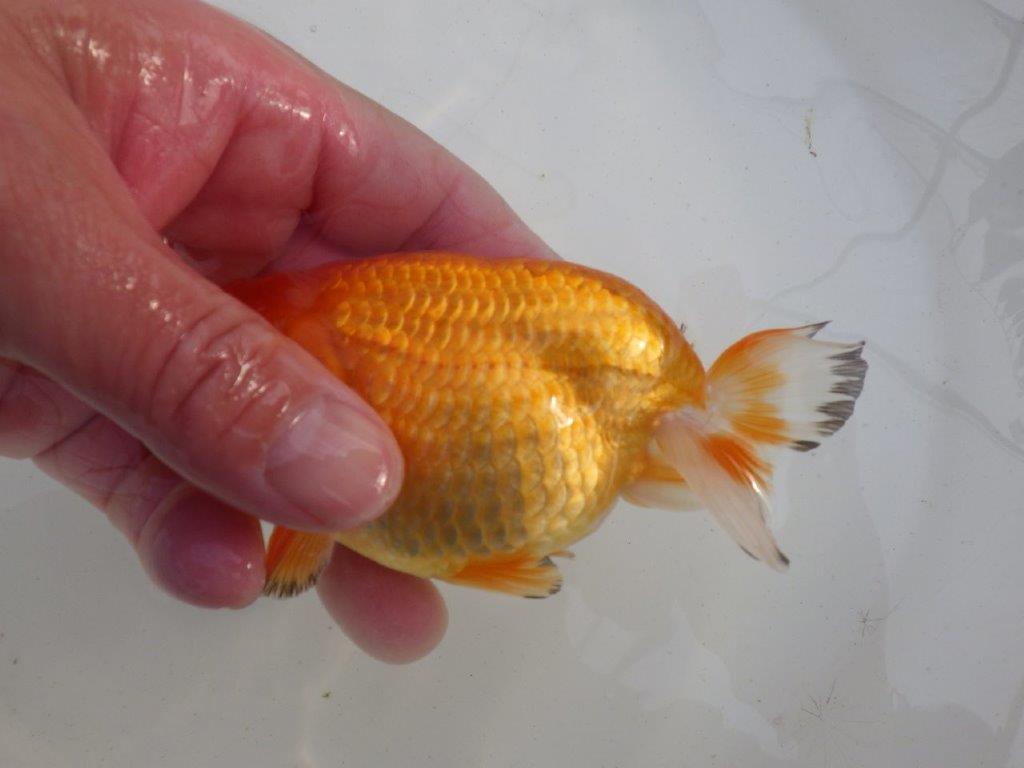 【岐阜超フンタンブリーダー】背中のラインが綺麗で水槽映え明け二歳らんちゅう 約12,5㎝ オス？