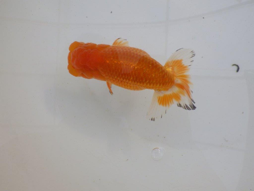 【岐阜超フンタンブリーダー】背中のラインが綺麗で水槽映え明け二歳らんちゅう 約12,5㎝ オス？