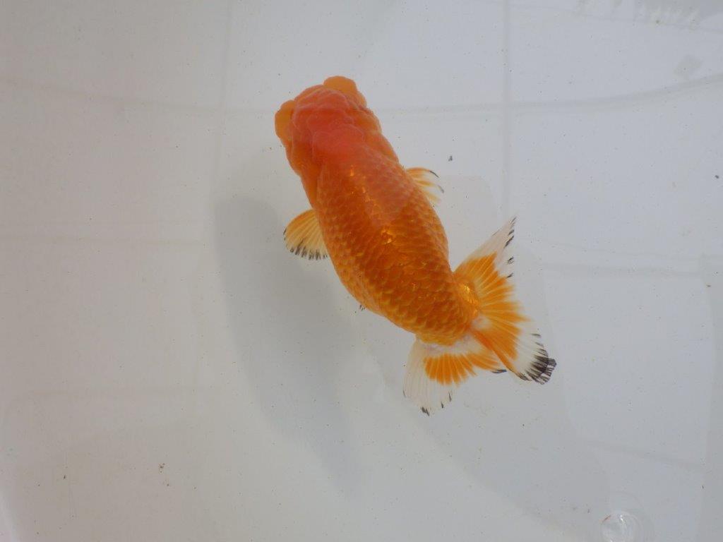 【岐阜超フンタンブリーダー】背中のラインが綺麗で水槽映え明け二歳らんちゅう 約12,5㎝ オス？