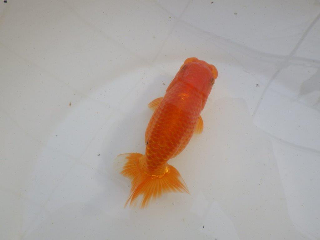 【岐阜超フンタンブリーダー】種にもお勧めの明け二歳らんちゅう 約12,5㎝ メス？