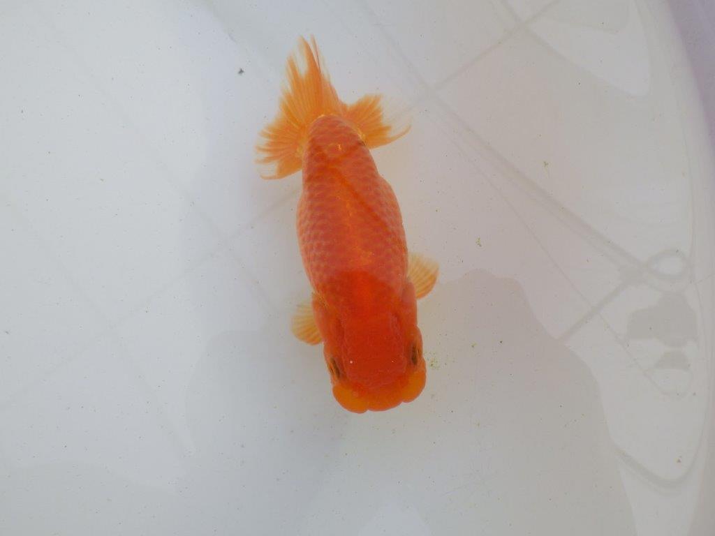 【岐阜超フンタンブリーダー】種にもお勧めの明け二歳らんちゅう 約12,5㎝ メス？