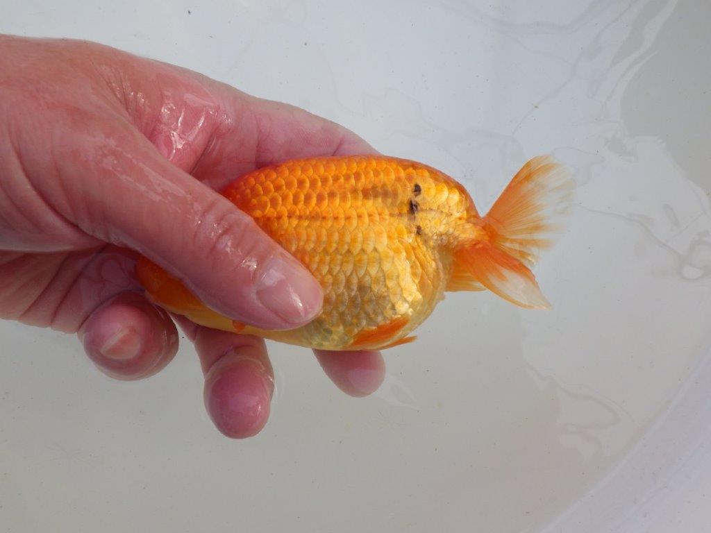 【岐阜超フンタンブリーダー】種にもお勧めの明け二歳らんちゅう 約12,5㎝ メス？